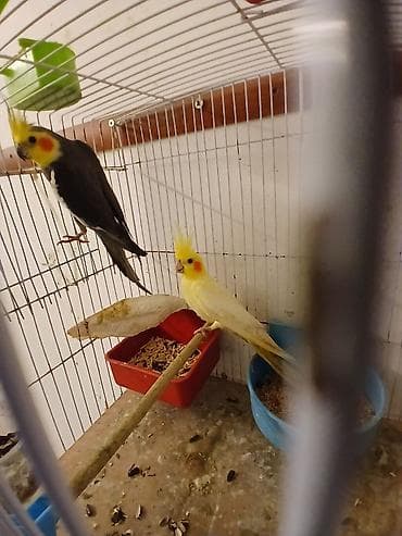Məhsul: Nimfa (Cockatiel) cütlükləri və yuvalama dəsti Korella — 2