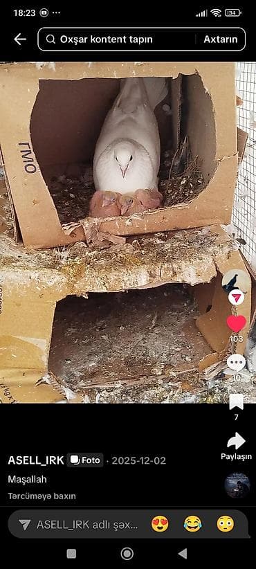 drakon goyərcin: Məhsul: Evdə bəslənən göyərçinlər (çeşidli rəng və cütlər) Təsvir: - — 2