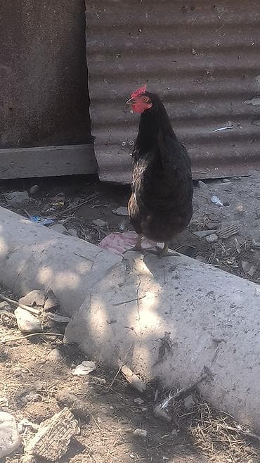 toyuqlar satılır: Toyuqlar satılır sağlam yumurtlayan ferelerdi — 1