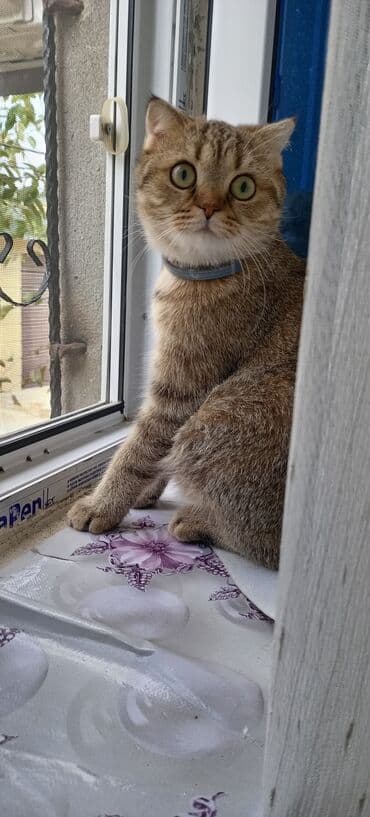 Ножи: Табби, В добрые руки — 3