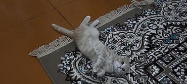 K/t heyvanları və malları: Şotland — 4