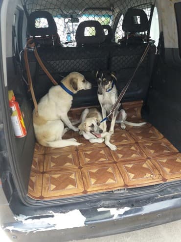 приюты для животных в баку: ZooTaksi xidməti. Ev heyvanlarının daşınması. Şəhər daxili məsafədən — 1