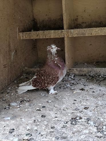 goyerçin yuvasi: Kirpi maya hazır cütə gedən güyərçindi Satlır — 2