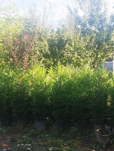 cinar agaci: "Salam, dekorativ limonlu yolkalar satılır. Bağınız üçün ideal və — 3