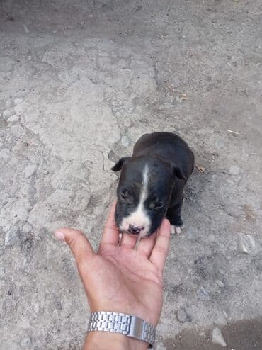 dişi pitbul: Pitbul, 1 ay, Dişi, Ödənişli çatdırılma — 1