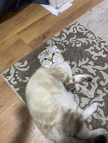 dana heyvan: Шотладская вислоухая — 3