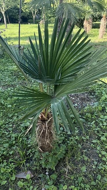 Yelpazəyarpaq palma (Trachycarpus fortunei) - Növbənöv iri, yelpazə