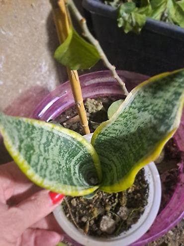 Sanseveriya satılır