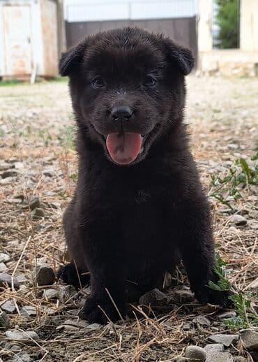itlərin cütləşməsi: 1 ay, Erkek — 1