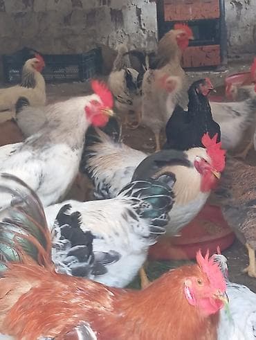 Mix cins kənd toyuqları və xoruzları - Rəng çeşidi: ağ-qara naxışlı