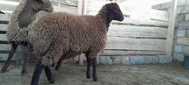 saanen keçi̇ satisi azerbaycanda: Togluların biri 8aylıq biri 6 aylıqdı damazlıga yararlıdır qiymetleri — 2