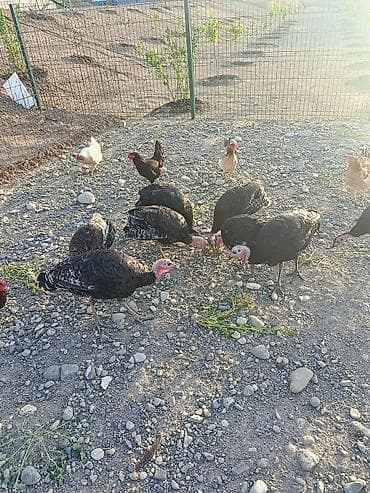 hind quwu: Salam hindusqalar satılır 9 denedi ünvan Cəbrayıl rayonunun horovlu — 4