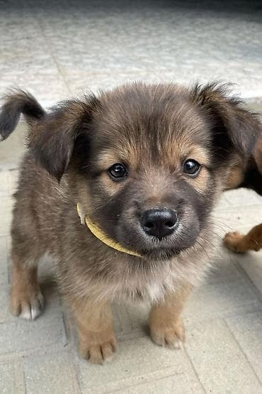 Retriever, 1 ay, Dişi, Ünvandan götürmə lalafo.az -da Retriever, 1 ay, Dişi, Ünvandan götürmə