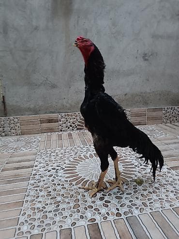 doberman satisi: Oh Shamo xoruz satilir 10 aylidi — 2