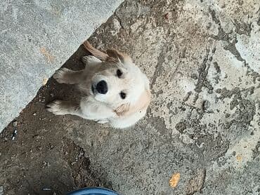 ретривер бишкек: Ретривер — 5