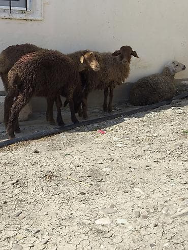 ana ari satisi: 4 eded Dişi quzu Satlir saglam heyvanlardi qiymet komna aydi — 2