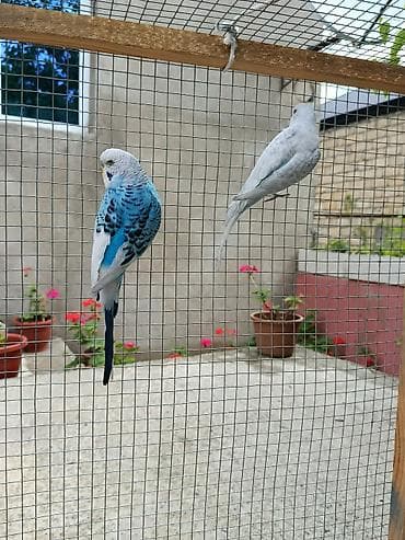 satdig quslar: Hazir cutler saglam ve aktiv quşlardi cuzi endirim olacaq iri qefesle — 6
