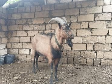 Salam Alekum alpin oberhas təkəsi satılır bir yaş yarımlıqdir atasi
