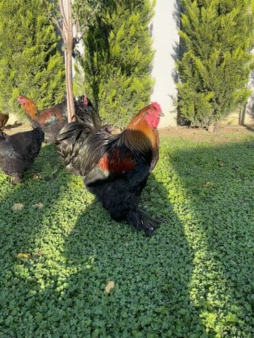 pişik satışı ucuz: Brama xoruzları. Biri 2 illik xoruz - 100₼ İkisi 7 aylıq xoruz — 9