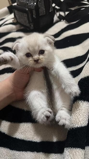 britanski pişik: Şotland yastı qulaq — 8