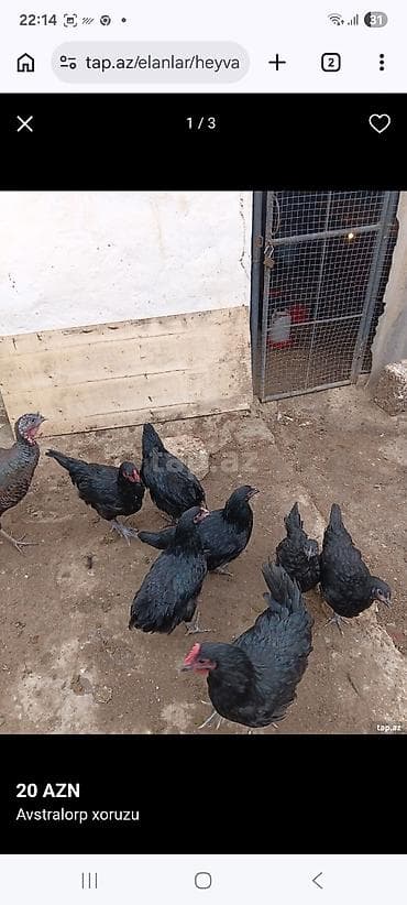 toyuq dami: Avstralorp cinsindən 5 fere 2 xoruz 4 ayligfilar temiz cinsdi - — 3
