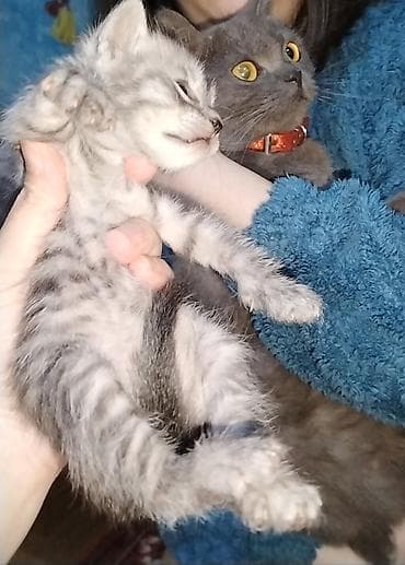 şinşila pisik: Erkək, Yaxşı əllərə, Ünvandan götürmə — 4