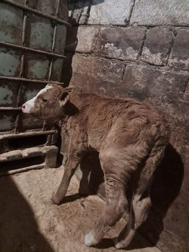 Akvariumlar: Dana, buzov, Erkək, Simental, ay: 5, Damazlıq — 4