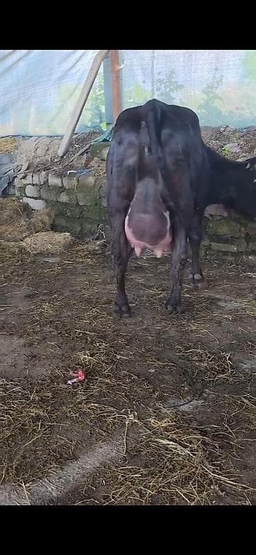 halep kecisi satilir: Inek 1 ci qarin dogub 3 gunluk erkek bala ile satilir sudu her saganda — 4