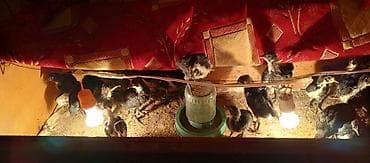 С/х животные и товары: Куриные цыплята, Для мяса — 4