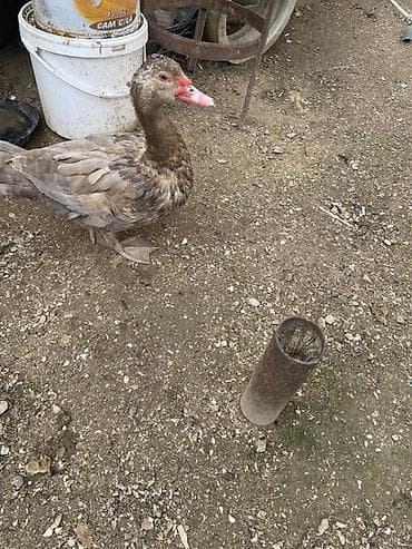 Gəmiricilər: Muscovy (barbariska) ördəkləri – boz-qəhvəyi rəng çalarında, qırmızı — 4