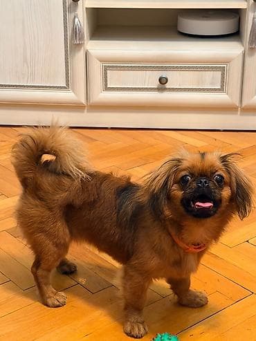İtlər: Pekines, 6 ay, Dişi, Peyvəndli — 4
