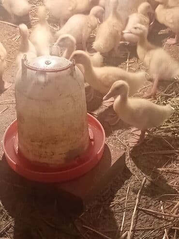 kənd colpası satışı: Məhsul: Ördək balaları Təsvir: Salam Quban ördek etlik və Yumurtlaq — 2