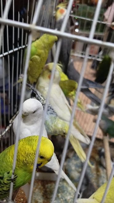 Голуби: Bala Valnisti 9azn Boş qəfəs 9azn 1 bala quş +Qəfəs +Suqabı+Yemqabı — 9