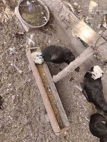 qefəs: Yaponka beçələr biri 10 m. 3 ayını keçiblər rahibələr cütü 40 m — 9