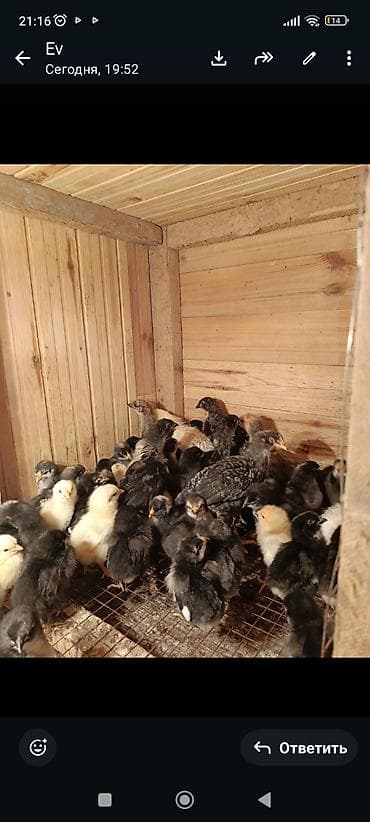 Toyuq cücələri, Damazlıq, Ünvandan götürmə