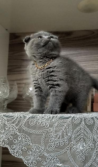 pisiklerin satisi: Şotland yastı qulaq, Dişi — 2