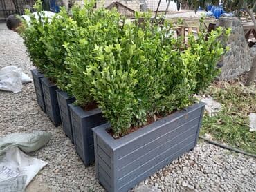 dipçək: 100x35x35 olan dipcəkler Gulun hundurluyu 60-70sm Torfu və əkilməsi — 2