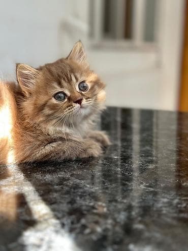 heyvan: Şotland yastı qulaq — 7