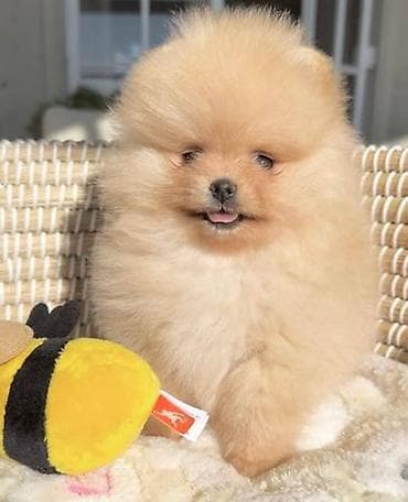 İtlər: Şpitz, 2 ay, Erkek, Sənədli, Ödənişli çatdırılma — 3