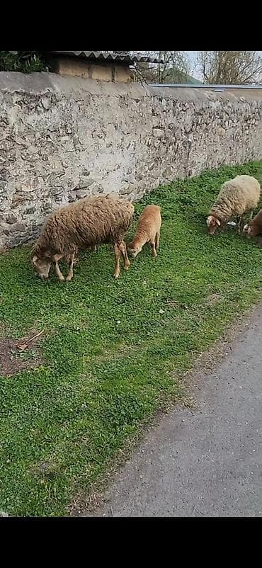 Heyvanlar: 4 eded birinci qarın doğan qoyun 4 eded balası ana bala 200 — 4