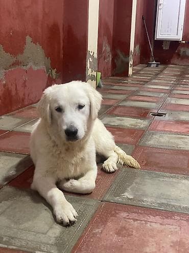 ən yaxşı it adları: Labrador-retriver, 7 ay, Erkek, Peyvəndli, Ünvandan götürmə — 4