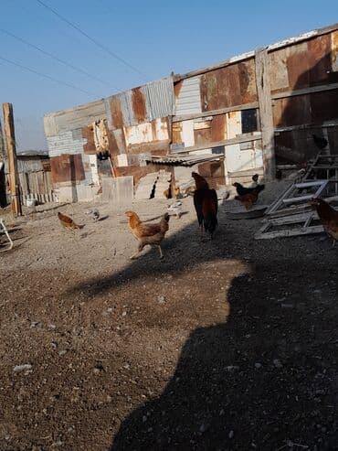 pişik şəkilləri: Məhsul: Xoruz (yerli döyüş/əsilzadı tipli) Təsvir: - Uzun bədənli — 11