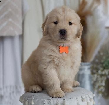 boo itleri: Retriever, Sənədli — 2