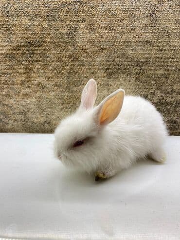 Akvariumlar: Mini dekorativ dovşan balası - Rəng: tam ağ tüklü, qırmızı gözlü — 6