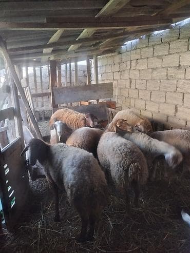 jersey cinsi: Qoyun sürüsü – 9 baş Məhsul təsviri: - Fotoşəkillərdə göstərilən ailə — 2