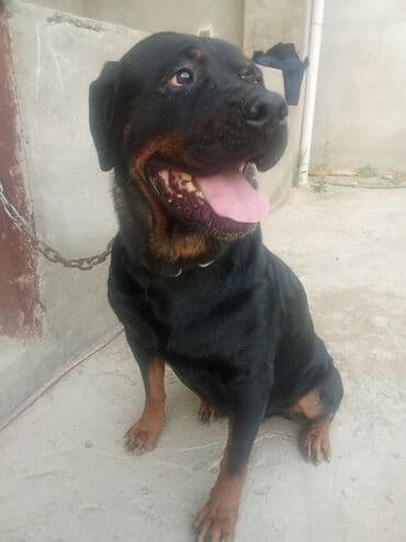 Qazanlar: Rotveyler, 2 il, Dişi — 2