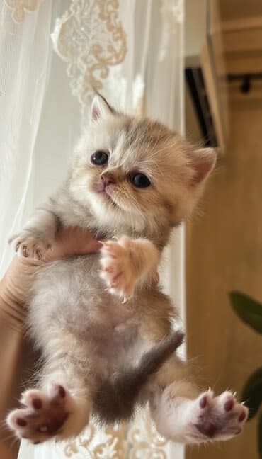 İtlər: Şotland yastı qulaq, Dişi, Yaxşı əllərə, Ünvandan götürmə — 1