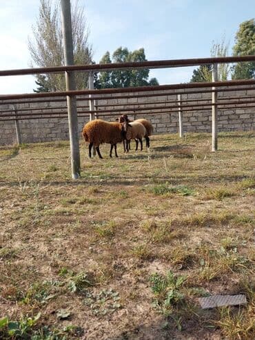 qoyunların qiyməti: Qoyunların üçüdə erkəydi ikisi 35 kilodan çox çəki verir biri isə 40 — 8