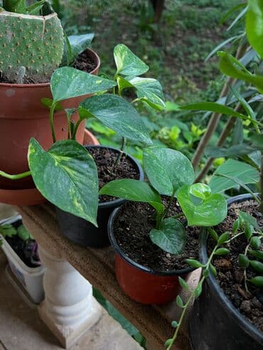 продажа комнатных растений: Her nov guler var endirimnen verecem Gencedi istiyen yazsin satiş — 17