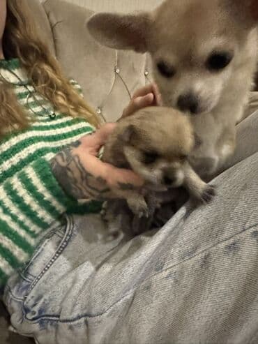 Собаки: Чихуахуа — 1